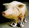 Piggo